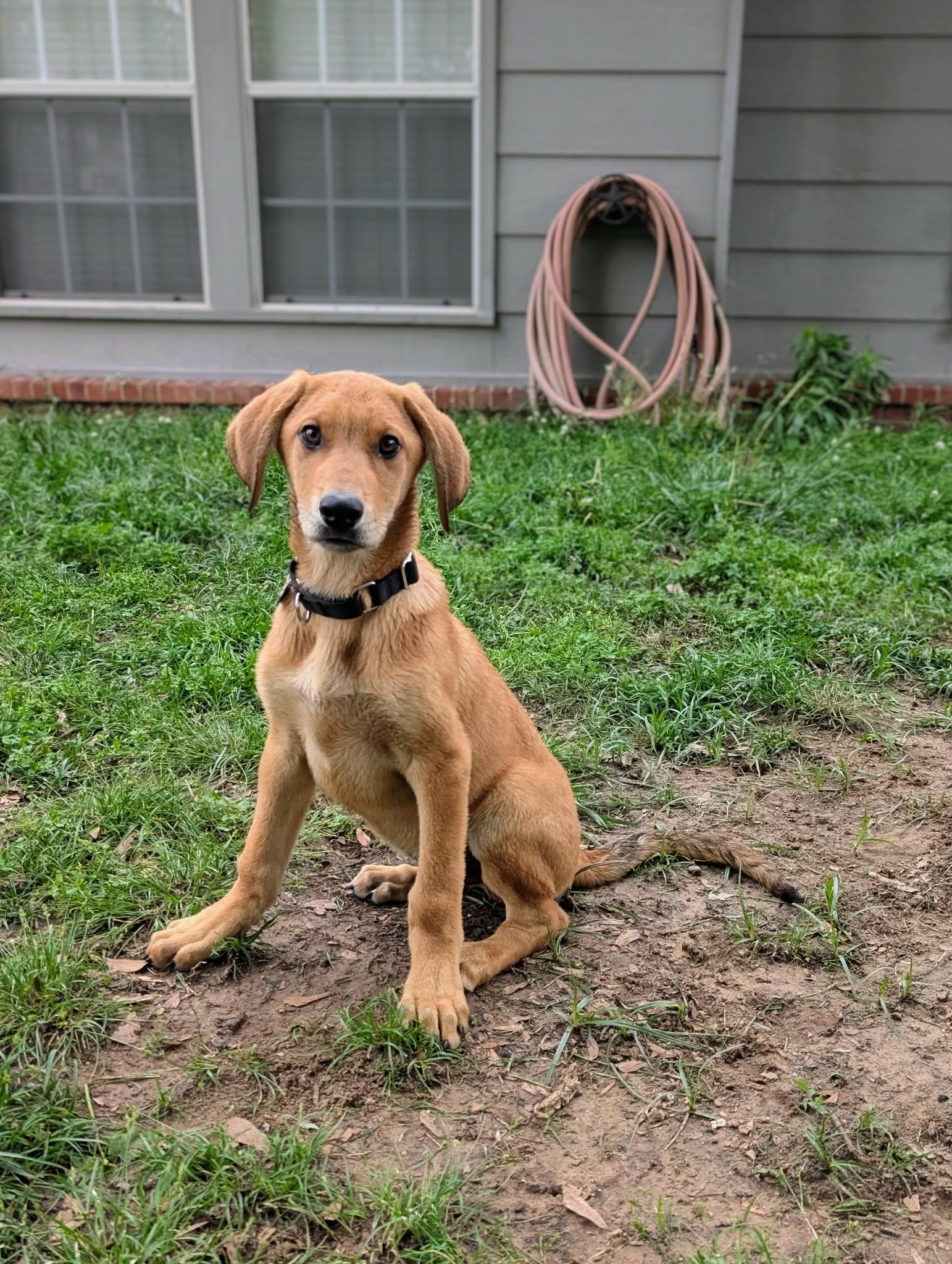 Enlarge Orion, a Adoptable mixed breed in TULSA, OK image 1/6