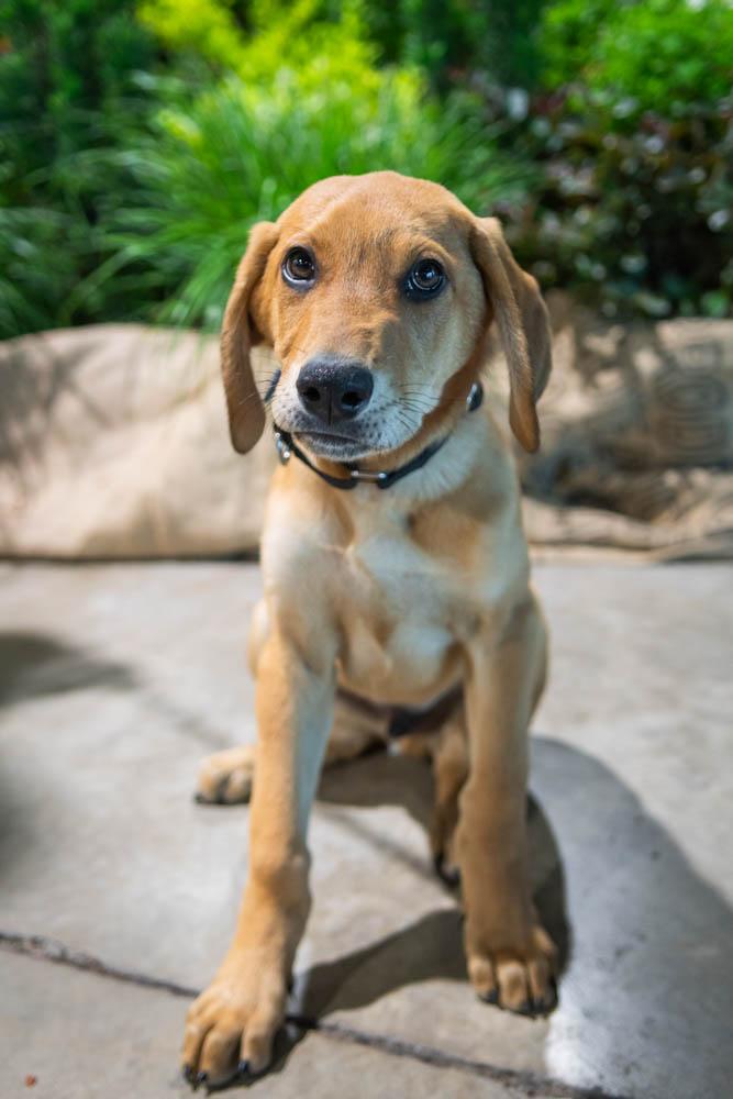 Enlarge Orion, a Adoptable mixed breed in TULSA, OK image 2/6