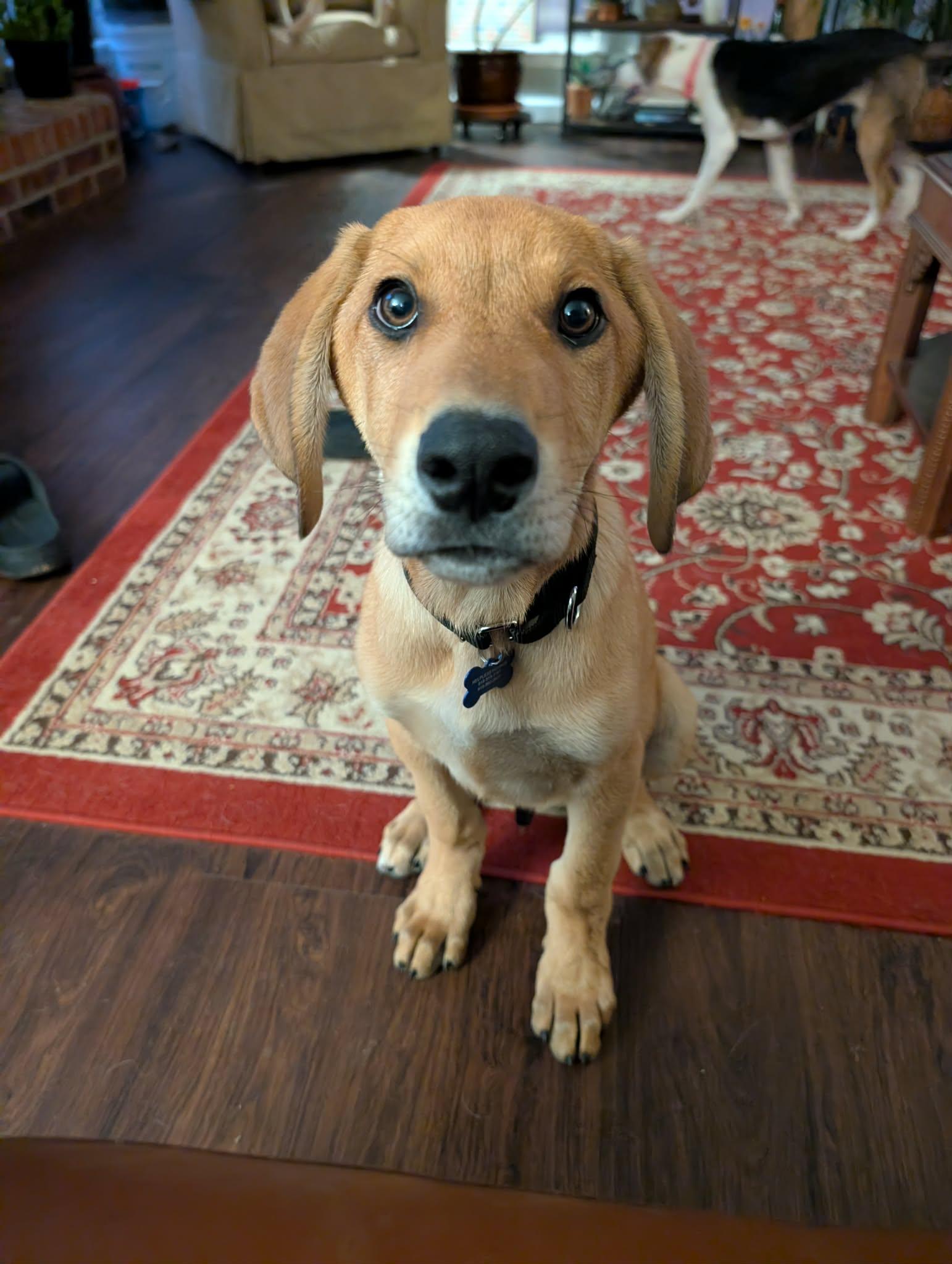 Enlarge Orion, a Adoptable mixed breed in TULSA, OK image 3/6