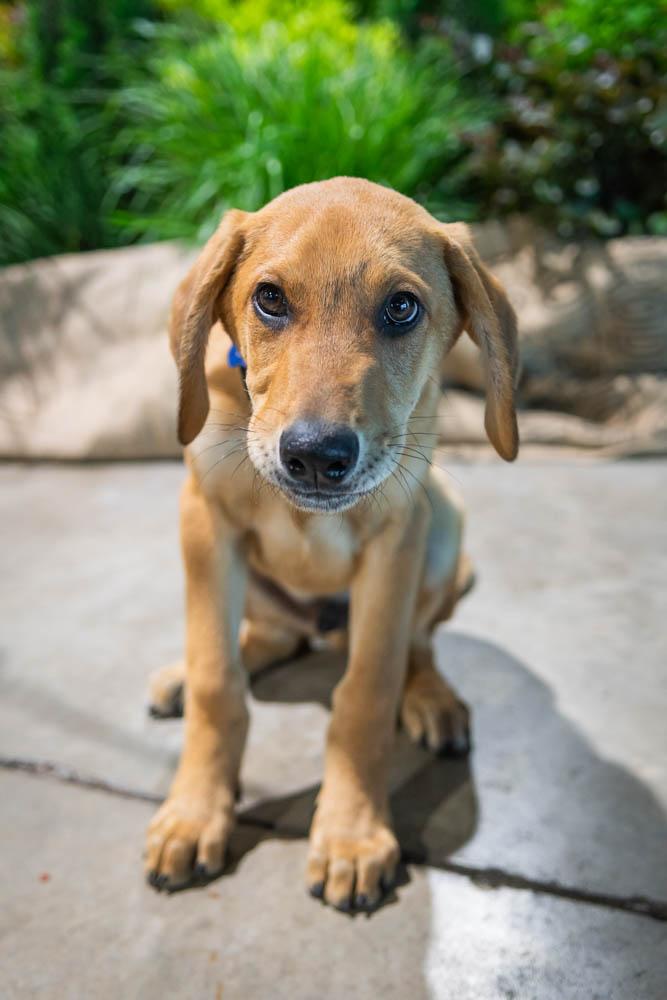 Enlarge Orion, a Adoptable mixed breed in TULSA, OK image 4/6