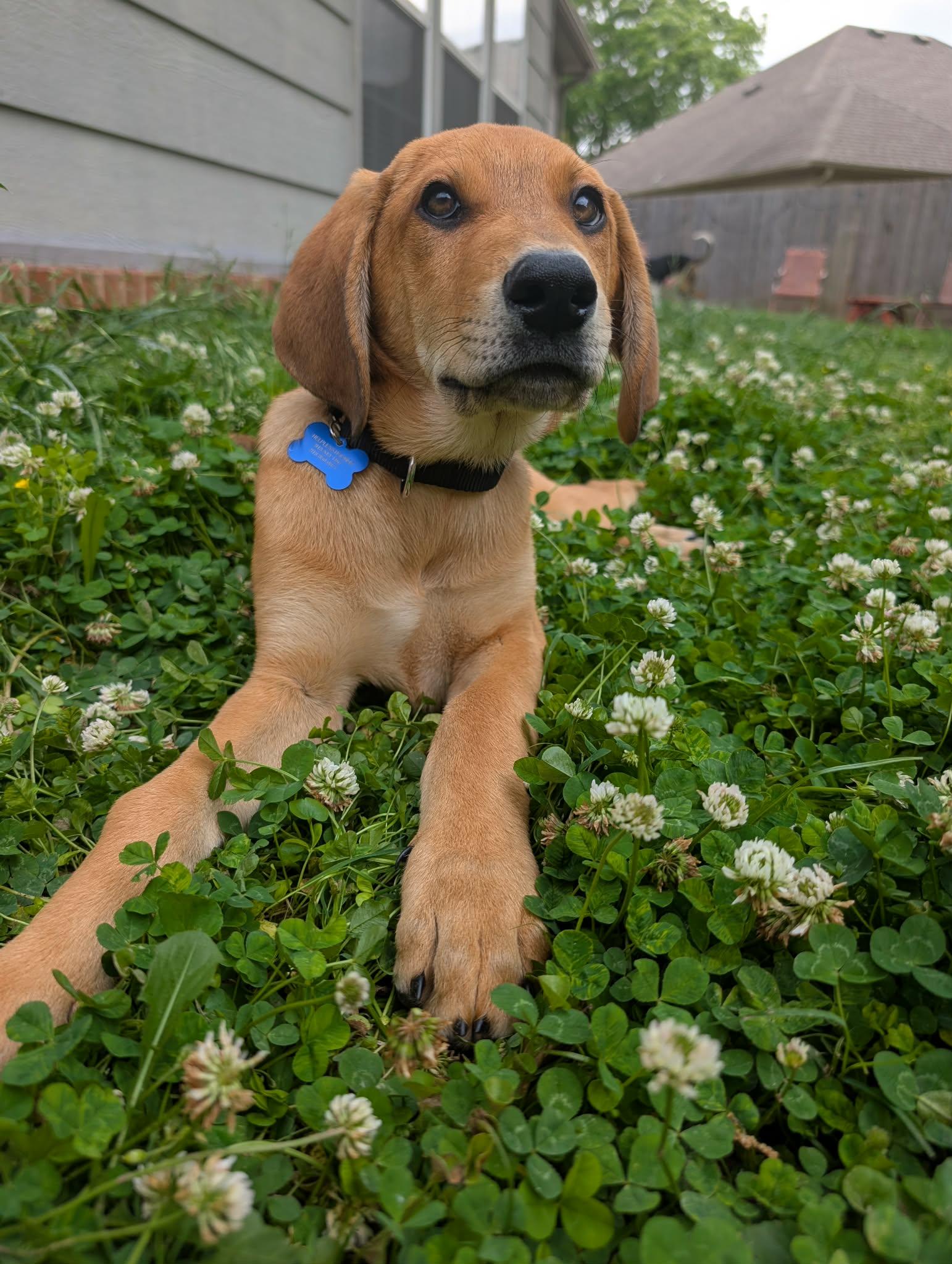 Enlarge Orion, a Adoptable mixed breed in TULSA, OK image 5/6