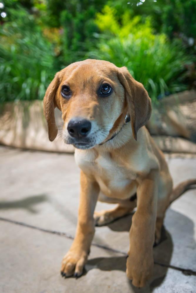 Enlarge Orion, a Adoptable mixed breed in TULSA, OK image 6/6