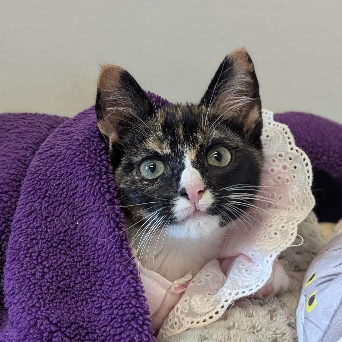 Enlarge Zeva, a Adoptable Calico in Waynesville, NC image 4/5