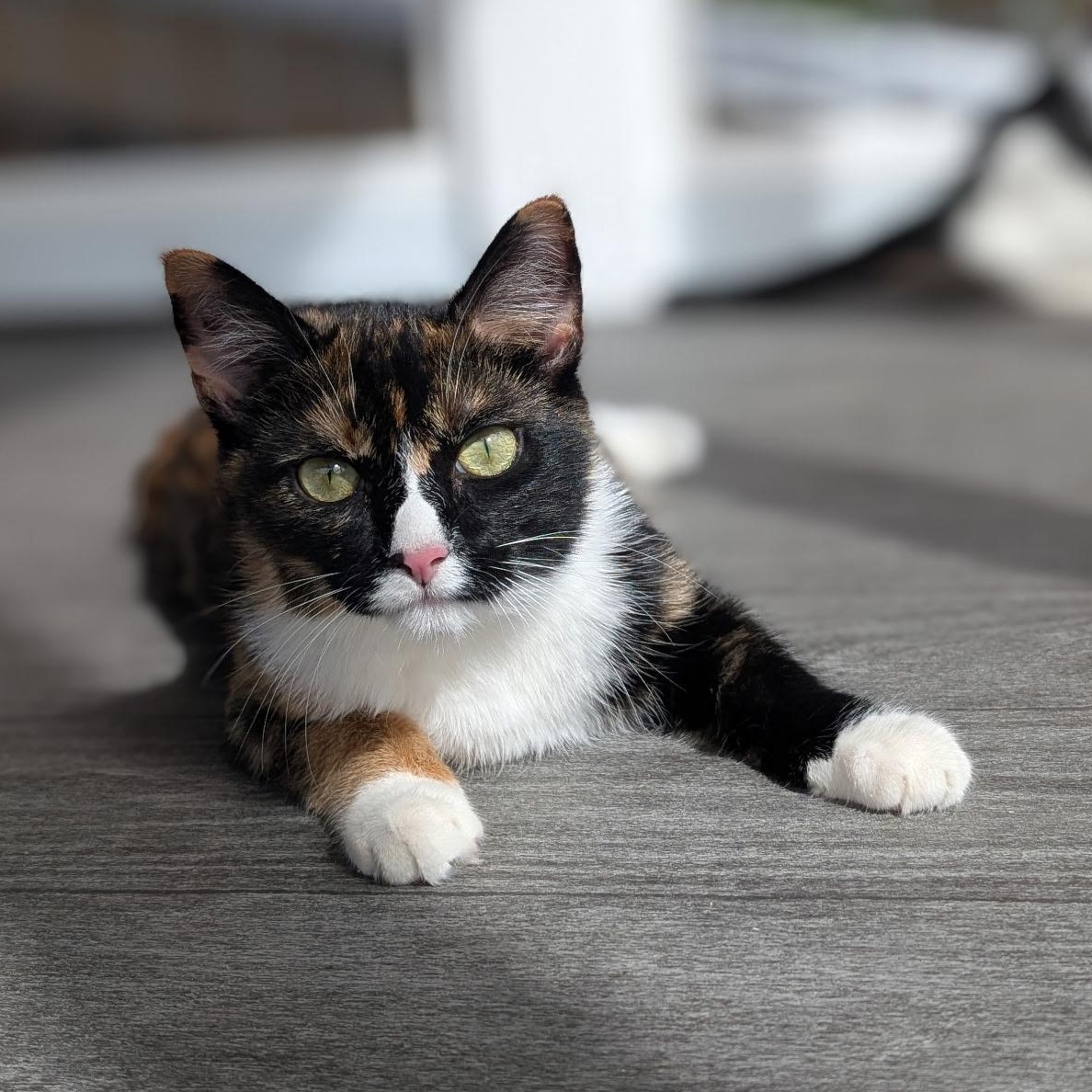 Enlarge Zeva, a Adoptable Calico in Waynesville, NC image 2/5