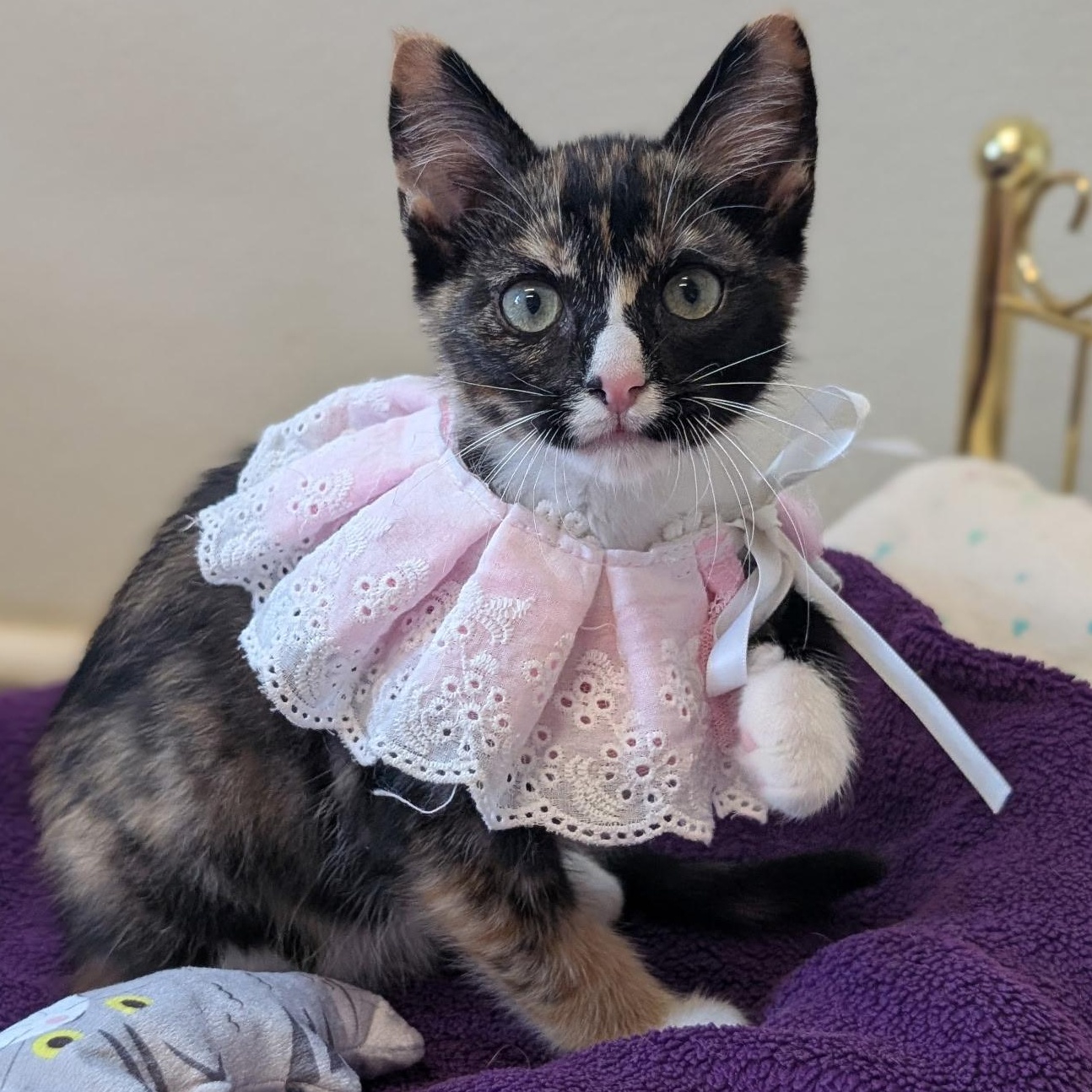 Enlarge Zeva, a Adoptable Calico in Waynesville, NC image 3/5