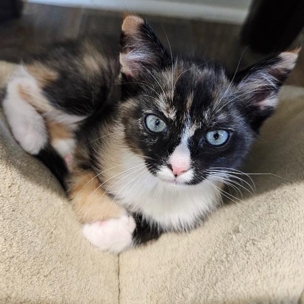 Enlarge Zeva, a Adoptable Calico in Waynesville, NC image 5/5