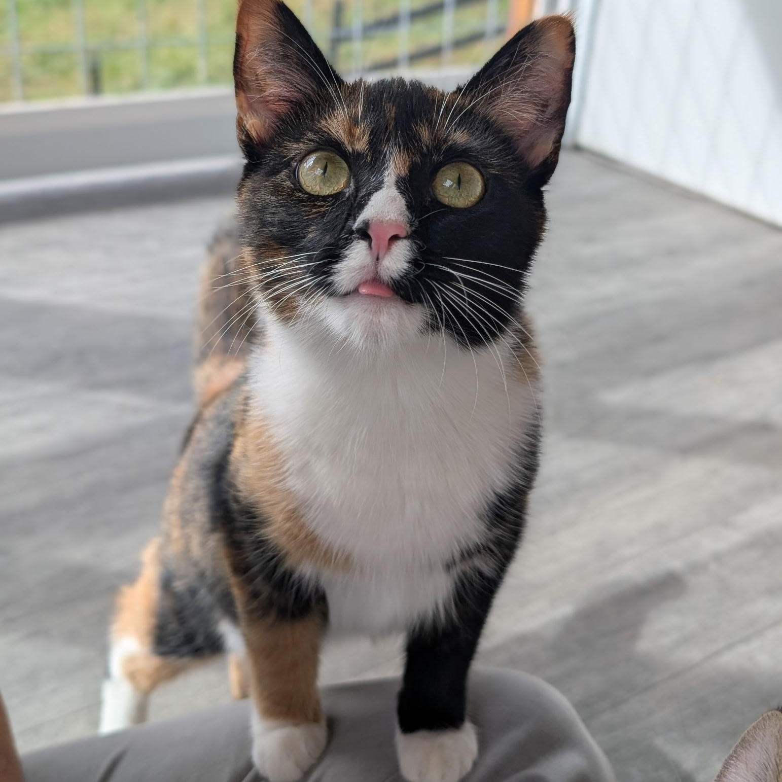 Zeva, Adoptable, Kitten Female Calico.