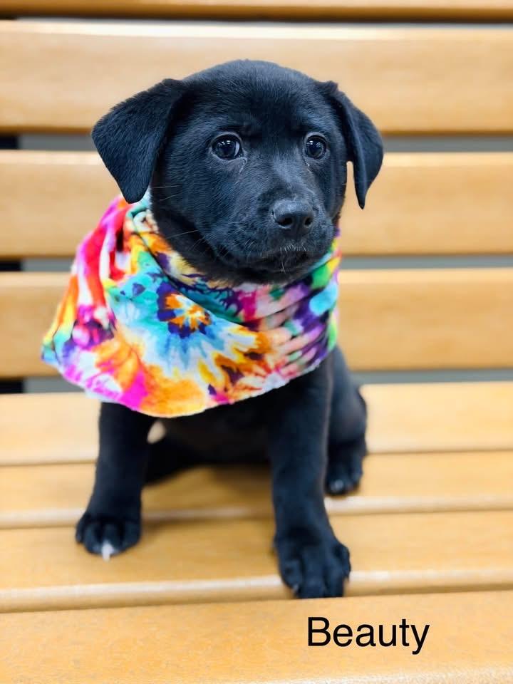 Beauty, Adoptable, Puppy Female Basset Hound & Mixed Breed.