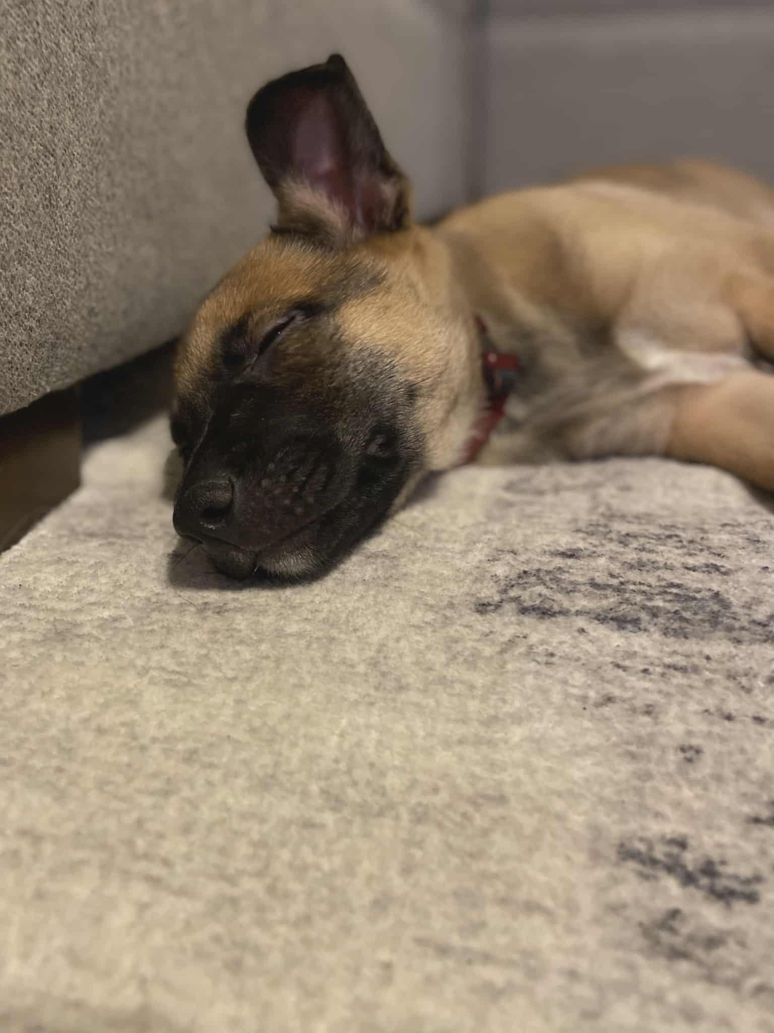 Enlarge Soot, a Adoptable mixed breed in Vienna, ON image 3/6