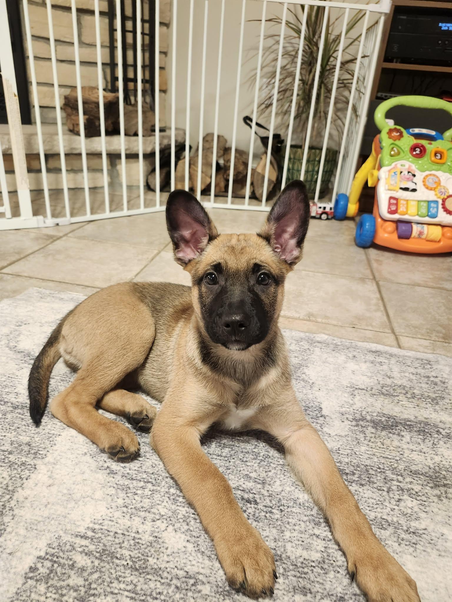 Enlarge Soot, a Adoptable mixed breed in Vienna, ON image 1/6