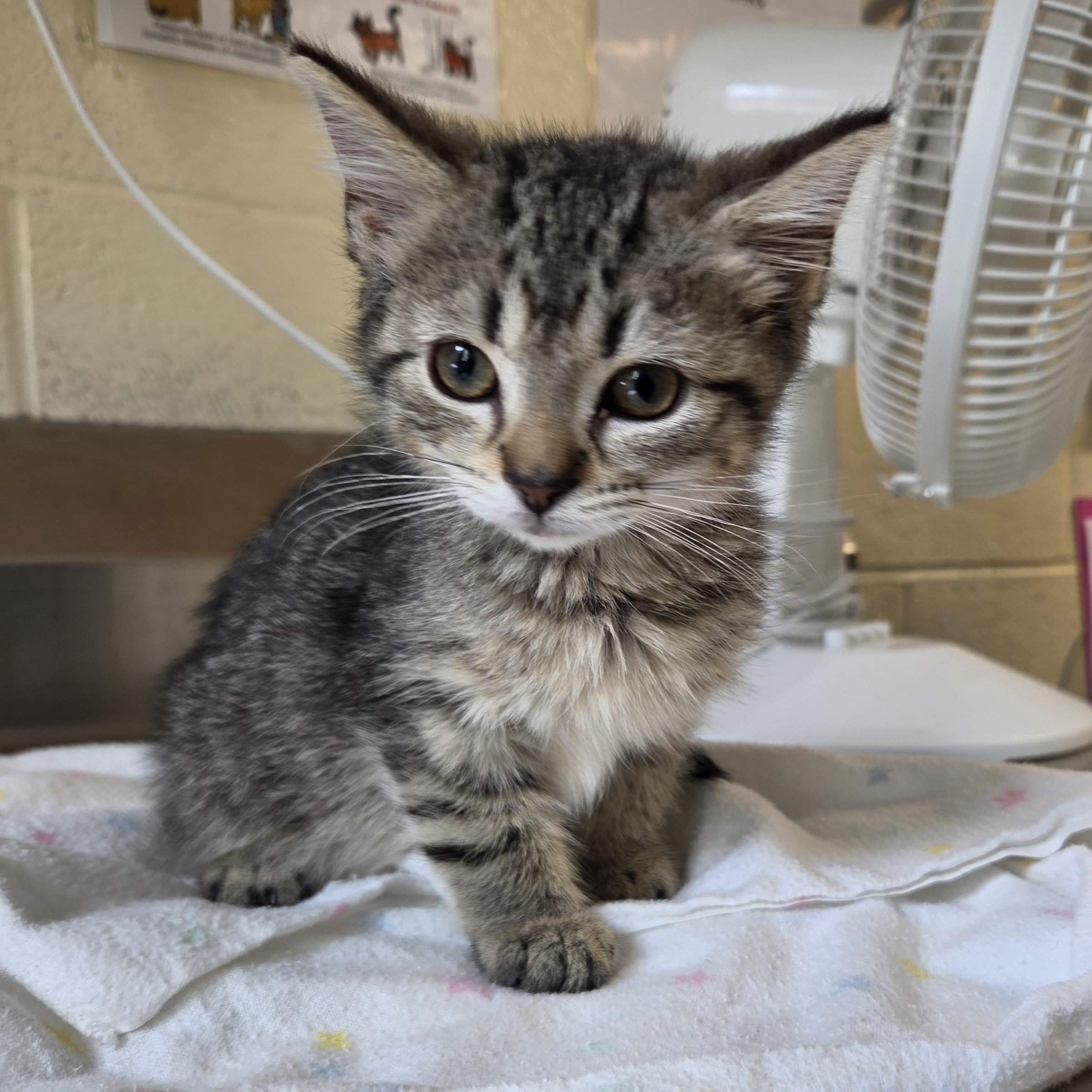 Stacey, adopted, Young Female Domestic Short Hair.