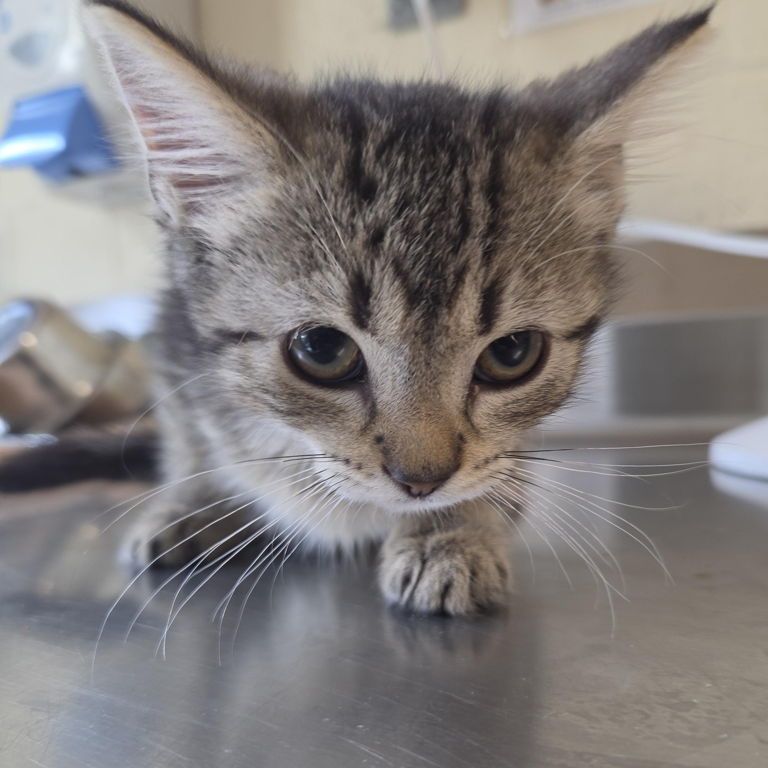 Stacey, an adopted Domestic Short Hair in Mississauga, ON image 2/2