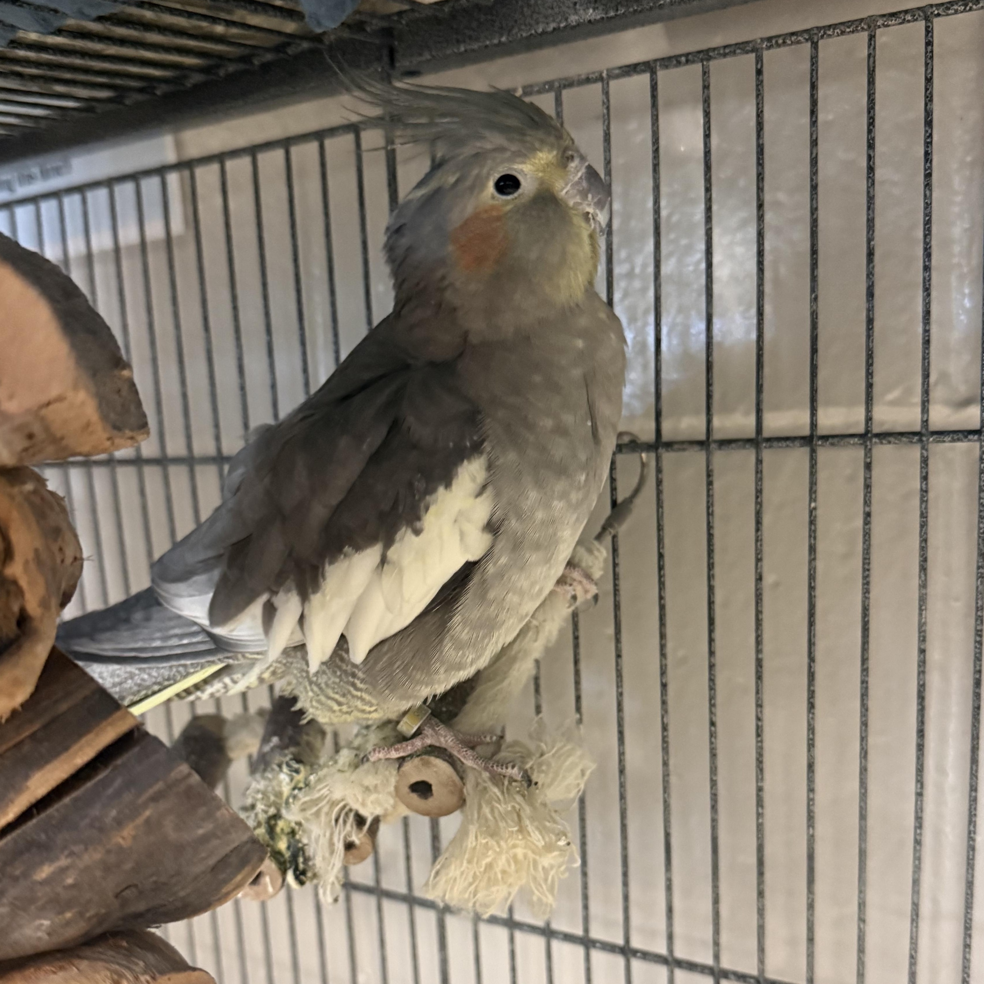 Princess, adopted, Adult Female Cockatiel.