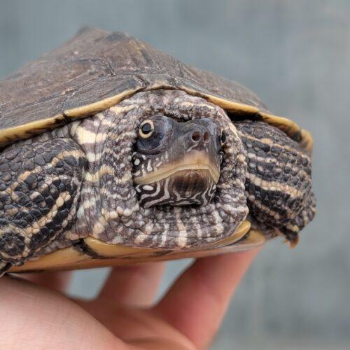 Bubbles, ADOPTABLE, Adult Female Turtle.
