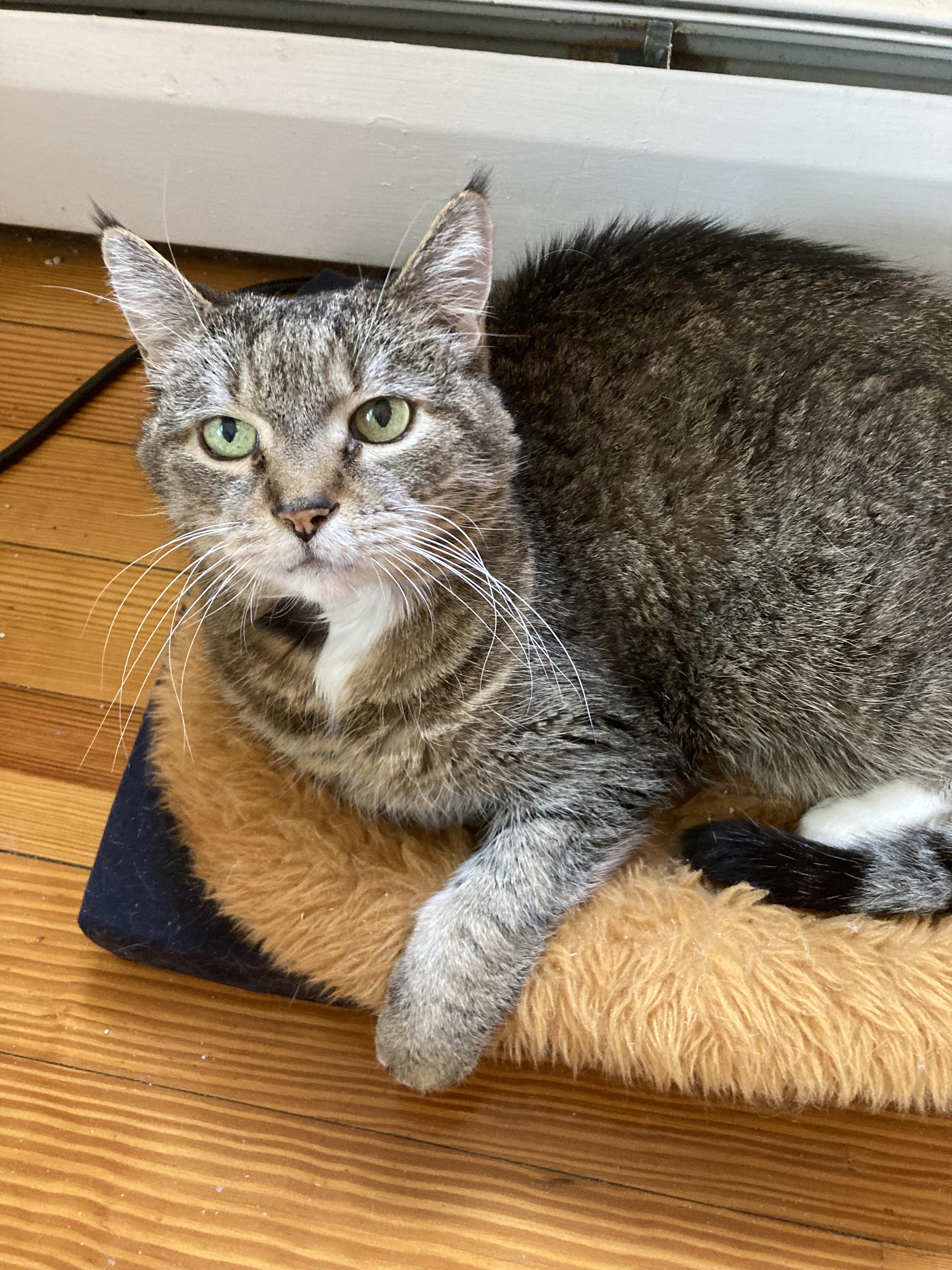 Barry, a Adoptable Domestic Short Hair in West Warwick, RI image 3/3