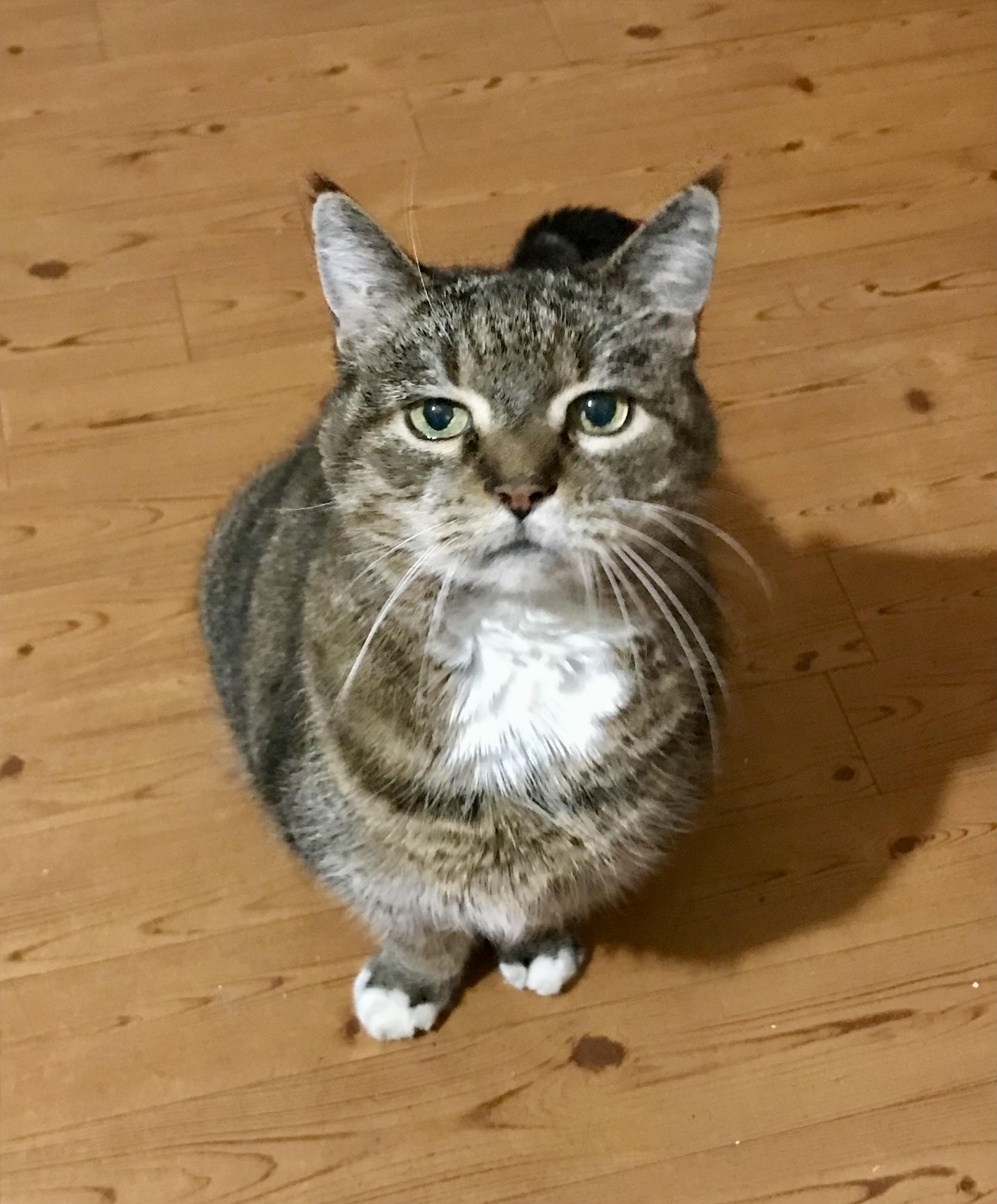 Barry, a Adoptable Domestic Short Hair in West Warwick, RI image 2/3