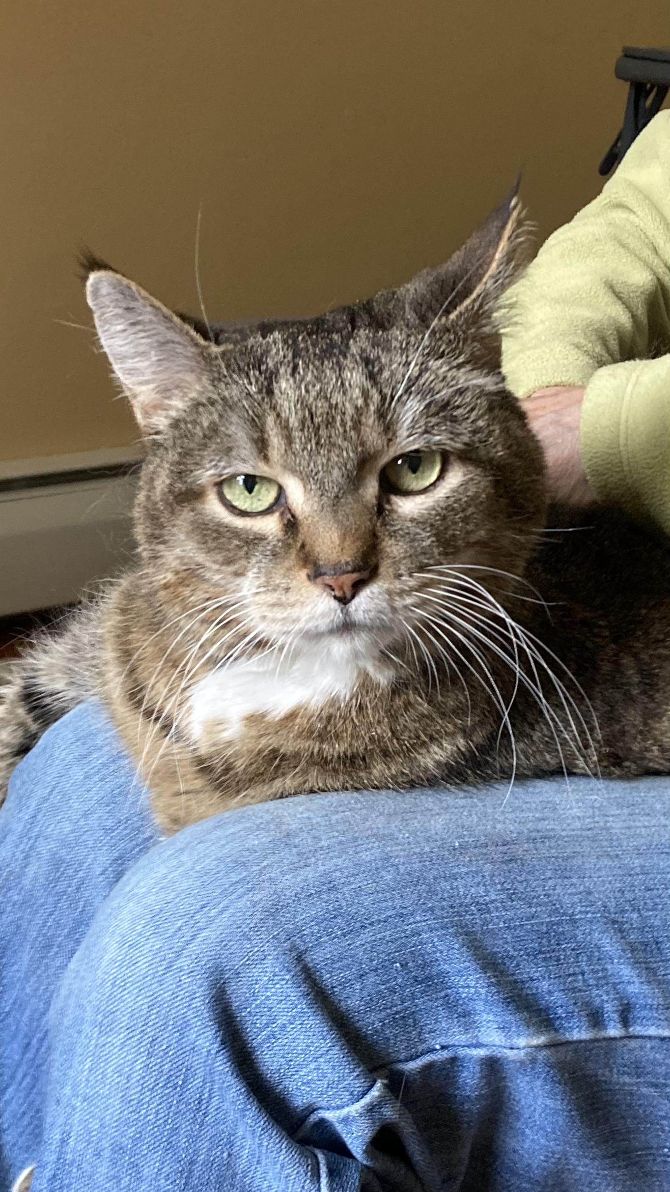 Barry, Adoptable, Senior Male Domestic Short Hair.