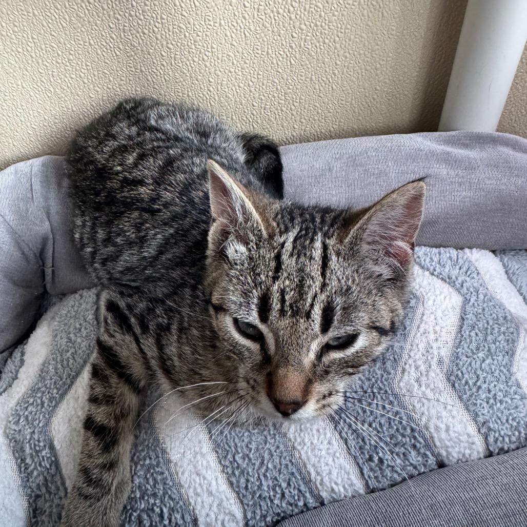 Enlarge Mercedes, a Adoptable Domestic Short Hair in Mankato, MN image 2/2