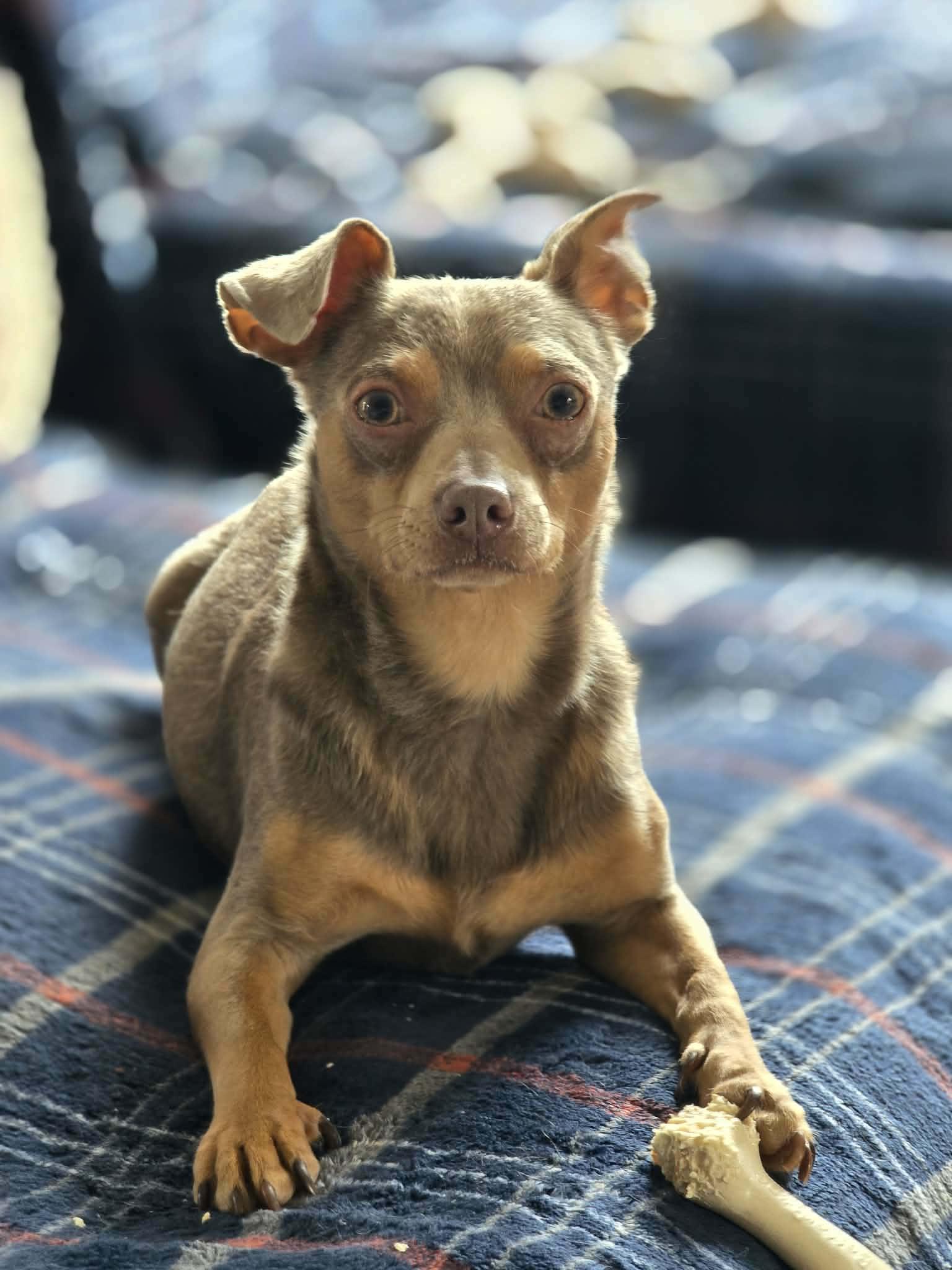 Pebbles, a ADOPTABLE mixed breed in Overland Park, KS image 3/6