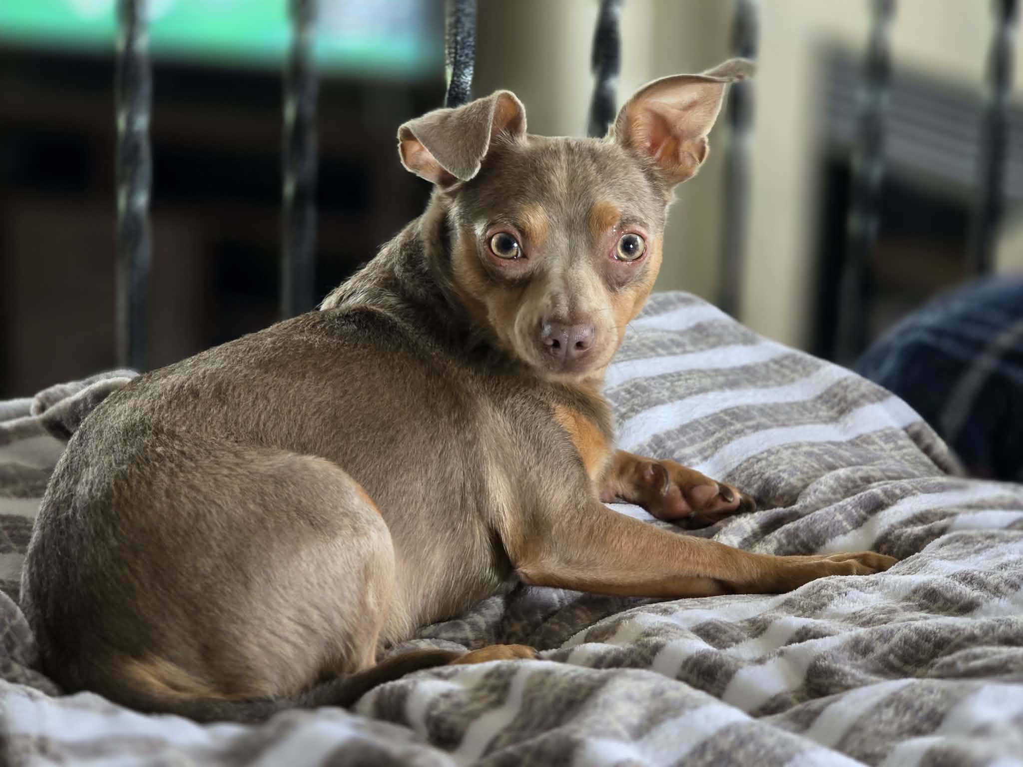 Pebbles, a ADOPTABLE mixed breed in Overland Park, KS image 2/6
