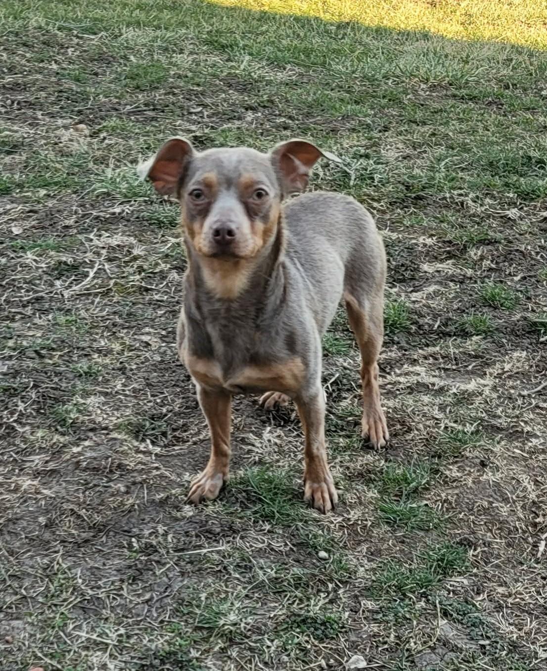 Pebbles, a ADOPTABLE mixed breed in Overland Park, KS image 4/6