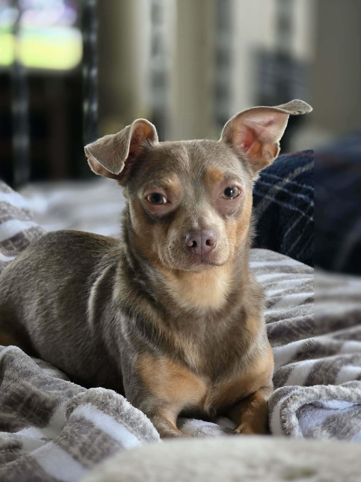 Pebbles, a ADOPTABLE mixed breed in Overland Park, KS image 1/6