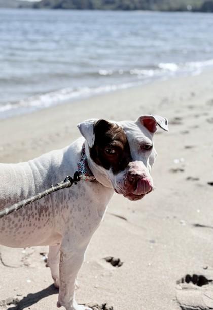 Enlarge Storm, a Adoptable mixed breed in Wantagh, NY image 1/3