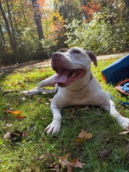 Enlarge Storm, a Adoptable mixed breed in Wantagh, NY image 2/3