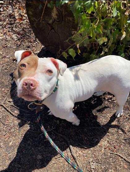 Enlarge Storm, a Adoptable mixed breed in Wantagh, NY image 3/3