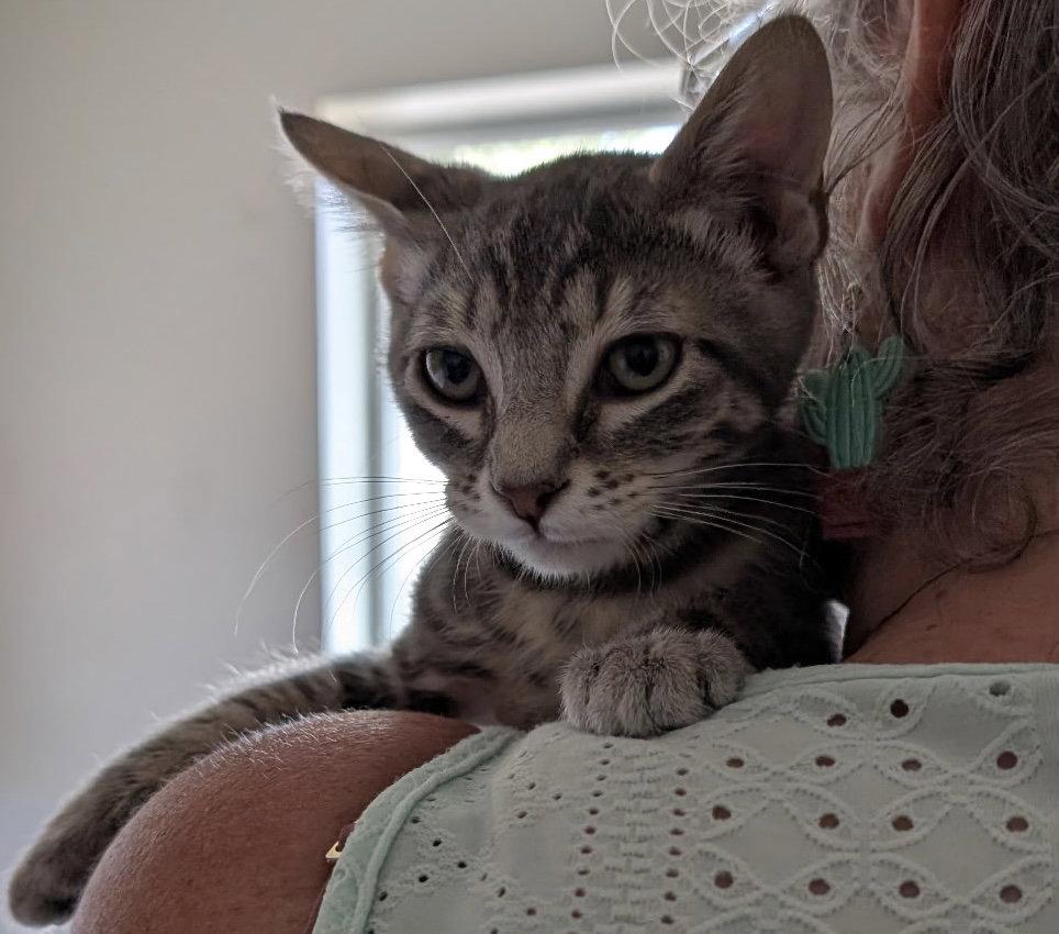 Enlarge Kitten -  Billy, a Adopted Domestic Short Hair in Emmett, ID image 1/1
