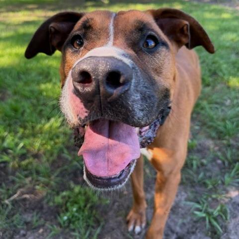Bear, Adoptable, Adult Male Mixed Breed.