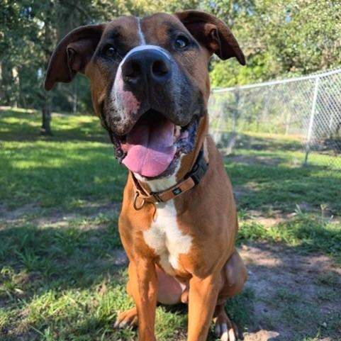 Enlarge Bear, a Adoptable Mixed Breed in Lakeland, FL image 2/6