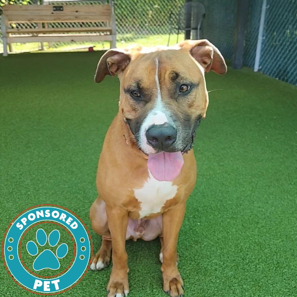 Enlarge Bear, a Adoptable Mixed Breed in Lakeland, FL image 1/1