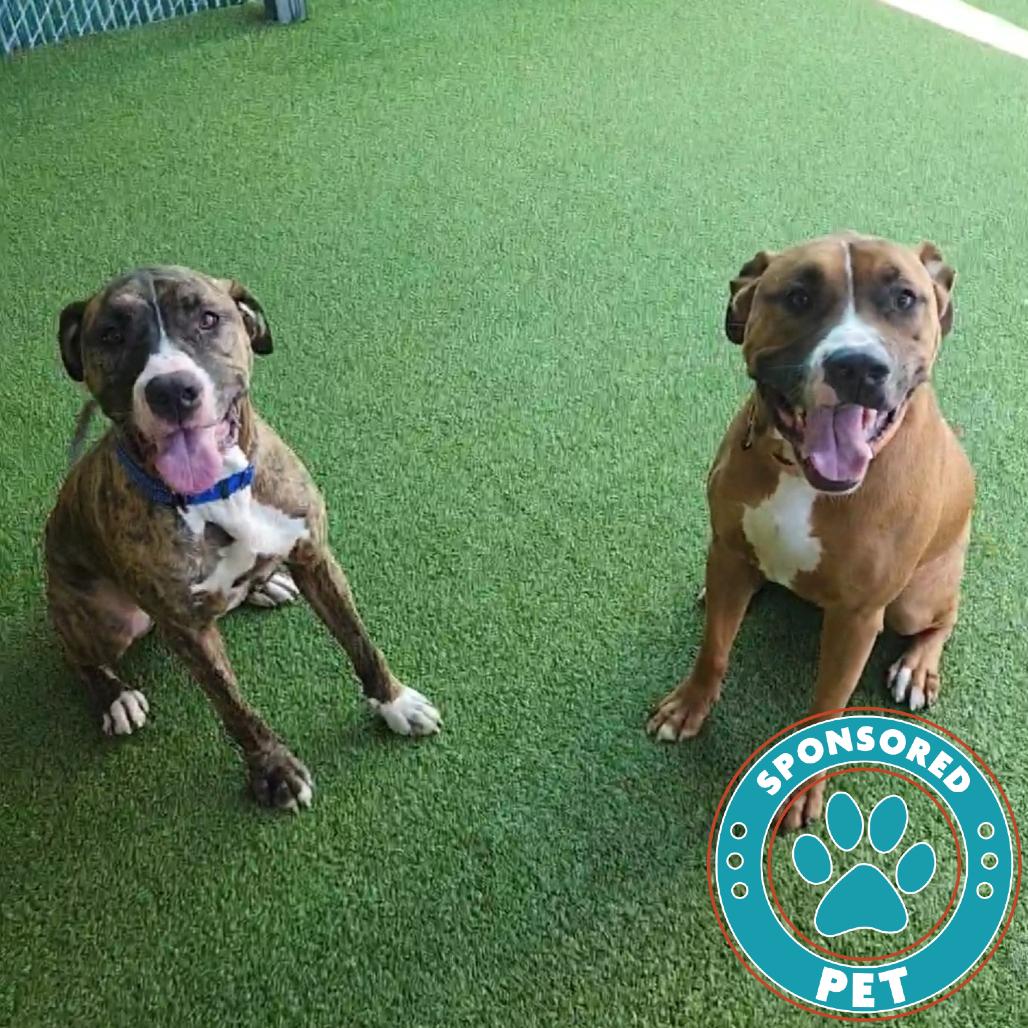 Bear, Adoptable, Adult Male Mixed Breed.