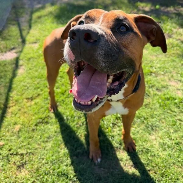Enlarge Bear, a Adoptable Mixed Breed in Lakeland, FL image 3/6