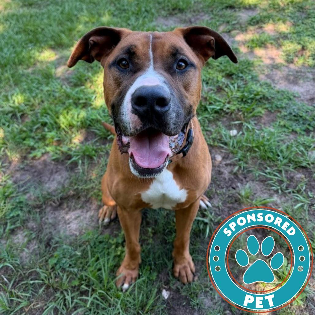 Enlarge Bear, a Adoptable Mixed Breed in Lakeland, FL image 4/6
