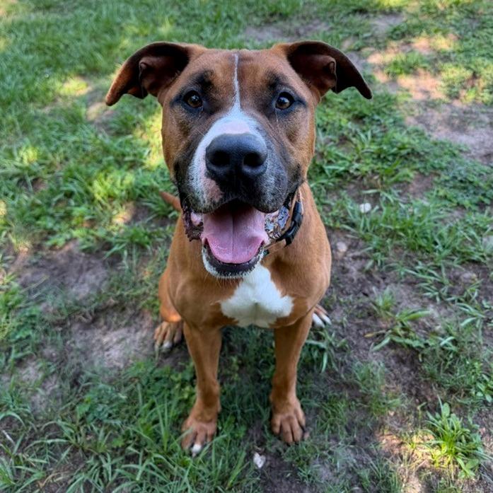 Enlarge Bear, a Adoptable Mixed Breed in Lakeland, FL image 5/6