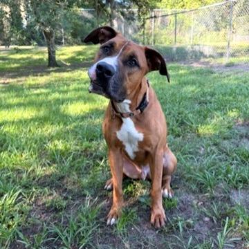 Enlarge Bear, a Adoptable Mixed Breed in Lakeland, FL image 6/6
