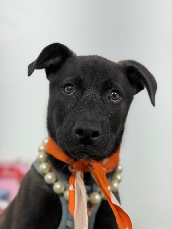 Enlarge Delilah, a Adoptable mixed breed in Sparks, NV image 1/1