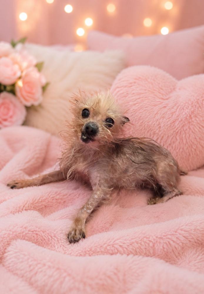 Ella, Adoptable, Senior Female Yorkshire Terrier.