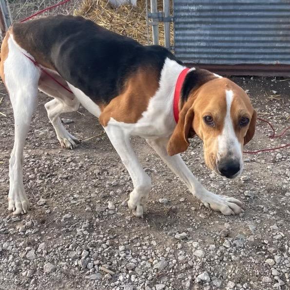 Enlarge Flash, a Adoptable Treeing Walker Coonhound in Pittsburg, KS image 1/3