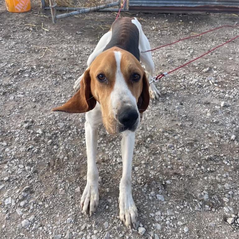 Enlarge Flash, a Adoptable Treeing Walker Coonhound in Pittsburg, KS image 2/3