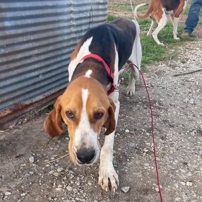 Enlarge Flash, a Adoptable Treeing Walker Coonhound in Pittsburg, KS image 3/3
