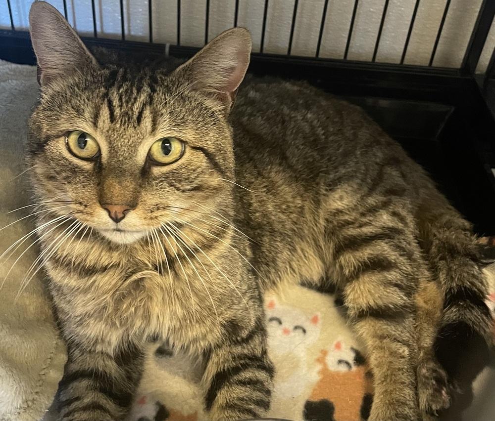 Enlarge Eddy, a Adoptable mixed breed in Southbury, CT image 1/3