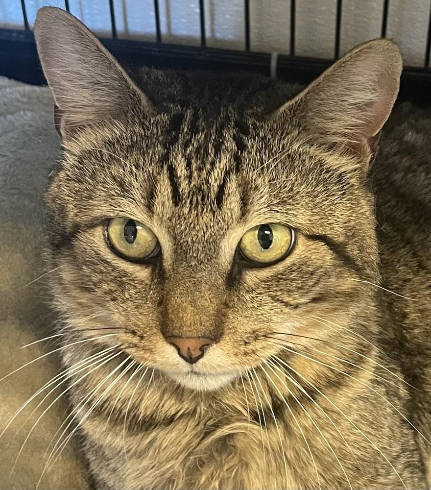 Enlarge Eddy, a Adoptable mixed breed in Southbury, CT image 2/3