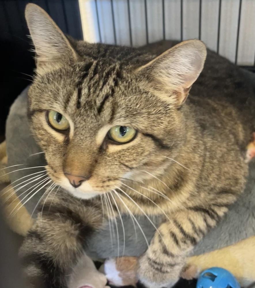 Enlarge Eddy, a Adoptable mixed breed in Southbury, CT image 3/3