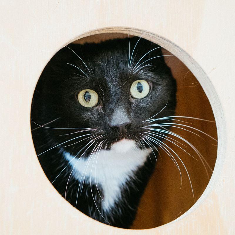 Enlarge Mahi, a Adoptable Domestic Short Hair in Jackson, WY image 3/3