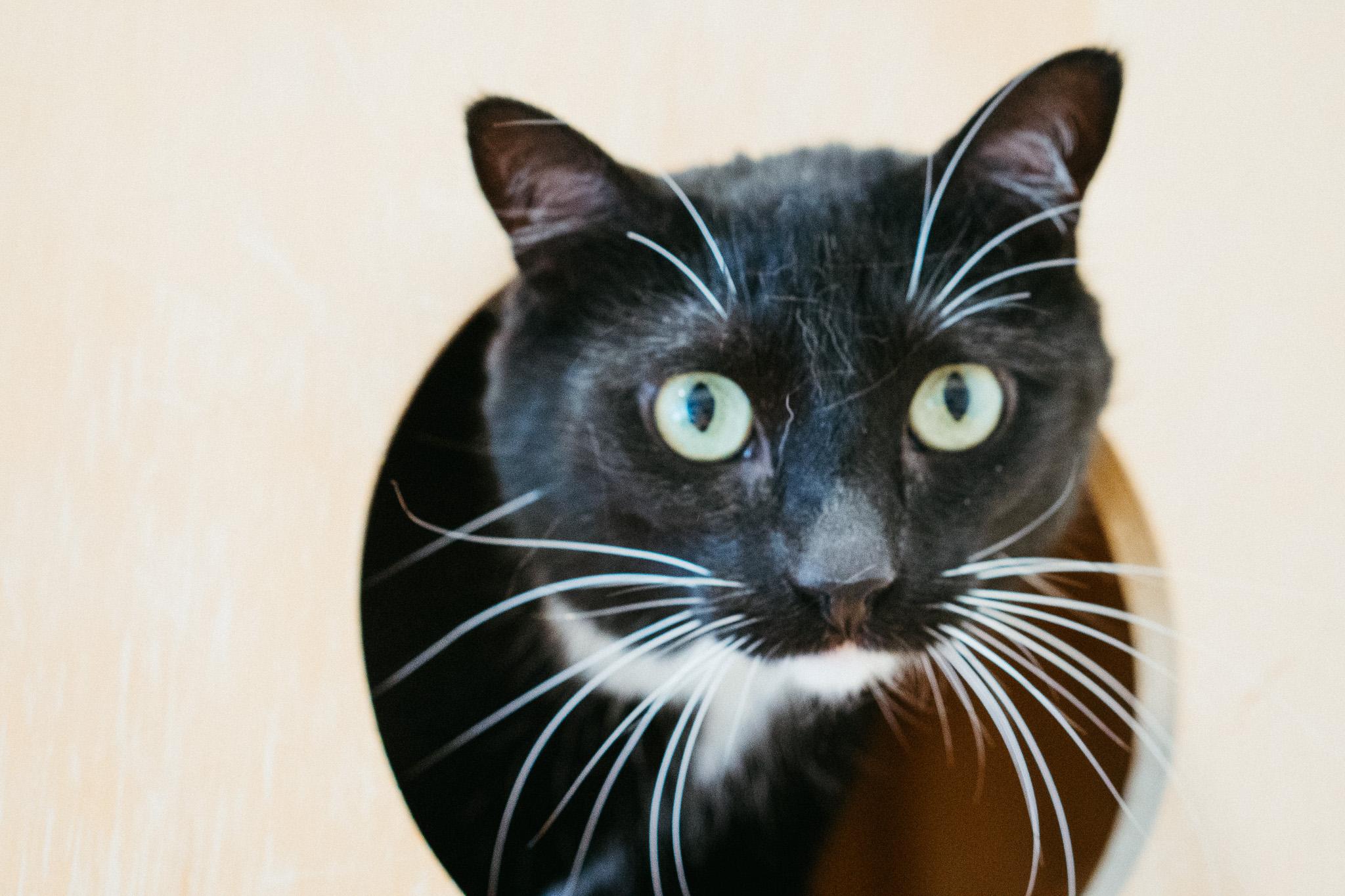 Mahi, a Adoptable Domestic Short Hair image 1/2