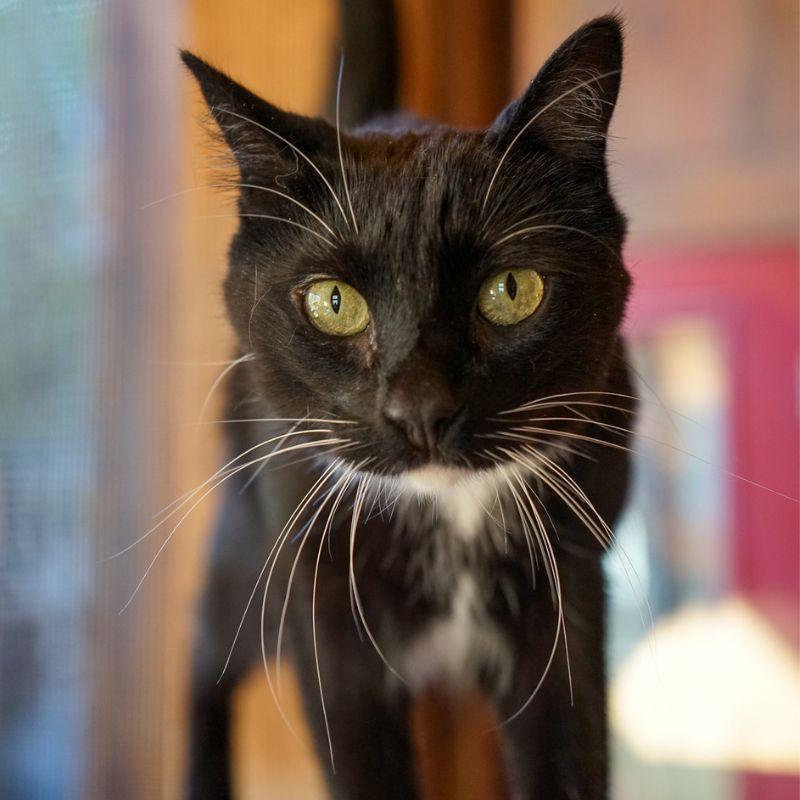 Mahi, Adoptable, Adult Female Domestic Short Hair.