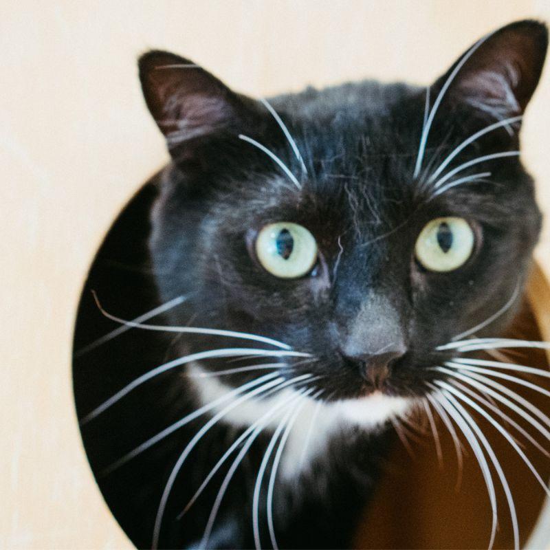 Enlarge Mahi, a Adoptable Domestic Short Hair in Jackson, WY image 2/3